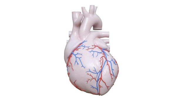 Human heart beating against a white background, animation.