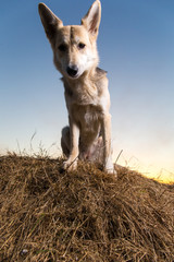 Cute mongrel dog at walk on field in sunset