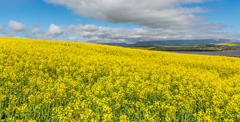 yellow canola field with clouds and blue sky