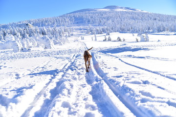 Dog in the snow