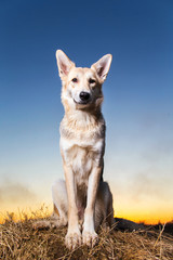 Cute mongrel dog at walk on field in sunset