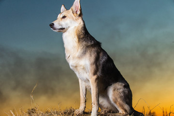 Cute mongrel dog at walk on field in sunset