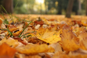 Herbsttag 5