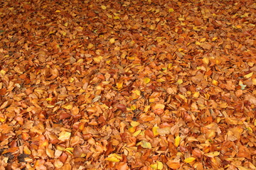 Herbsttag 4