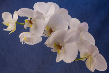 Fototapeta na wymiar Orchid flower. Diagonal for decoration.Free field for text.