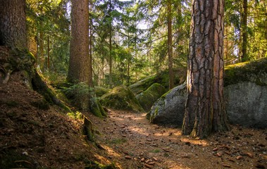 Der mysteriöse Wald 4