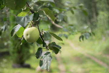 Unripe green apple close-up on a branch of apple tree.