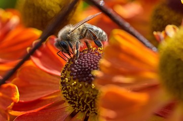 Bee on a flower closeup. Pollination of flowers