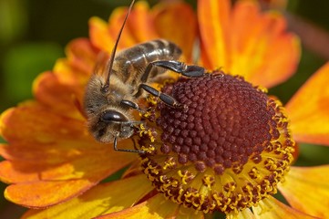 Bee on a flower closeup. Pollination of flowers