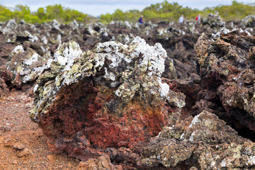 Red volcanic rock covered in lichen on Las Tintoreras islet off Puerto Villamil, Isabela Island, Galapagos, Ecuador