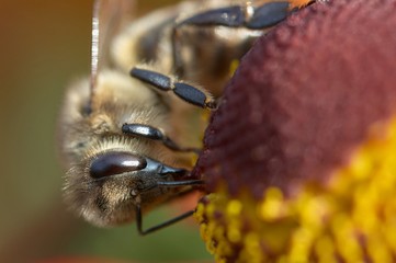 Bee on a flower closeup. Pollination of flowers