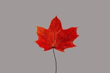 Ein buntes Ahornblatt vor einfarbigen, grauem Hintergrund