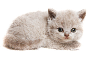 british cat kitty isolated