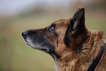 Naklejka premium close portrait of old female german shepherd dog in field in daytime in autumn on forest background