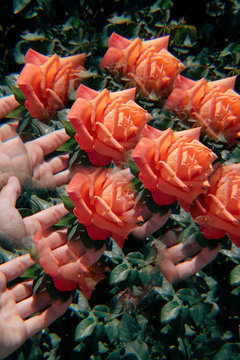 Multiple exposure of rose