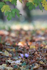 Blooming crocuses (Crocus pallasii) in the Sea garden of Varna (Bulgaria)