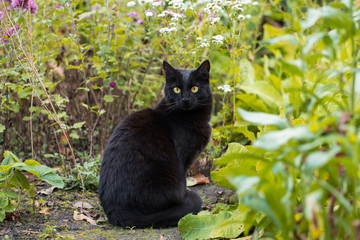 Obraz premium Bombay black cat in garden with flowers. Outdoors, nature 