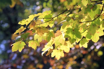 Tree branch with autumn leaves
