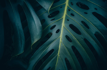 Tropical leaves background,jungle leaf garden © hakinmhan