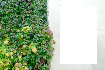 Blank white mock up template of signboard with information board or advertising billboard on old building wall with creeper plants leaves