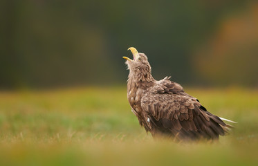 White tailed eagle (Haliaeetus albicilla) fighting in autumn scenery