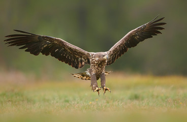 White tailed eagle (Haliaeetus albicilla) fighting in autumn scenery