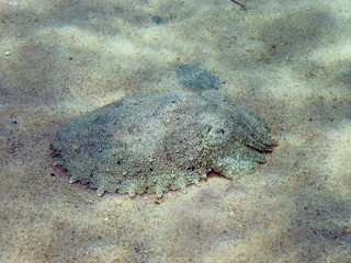 A Pharoah Cuttlefish (Sepia pharaonis)