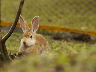 rabbit