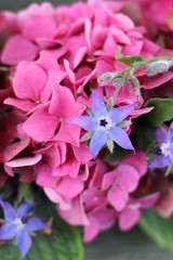 A borage blue star flower among pink hydrangea flowers, a floral background image 