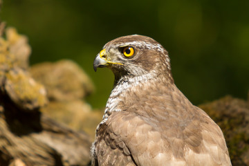 Portrait of a female goshawk.