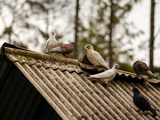 pigeon
