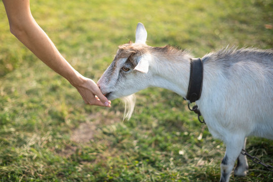 White goat with black collar eating grass from a boy's hand. Warm summer evening light. Farming concept. Close Up