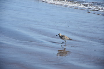 Un ave caminando por la playa 