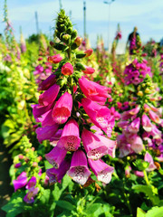 digitalis purpurea - colorful foxglove flowers © jonnysek