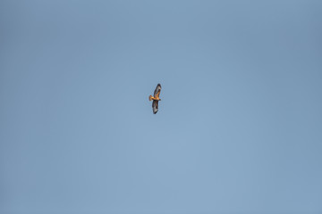 birds in the big blue sky