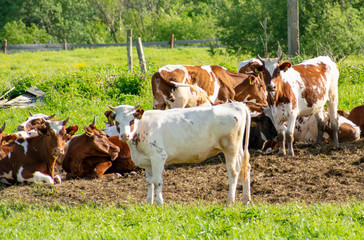 A herd of dairy cows resting in the sun in the field.