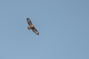 birds in the big blue sky