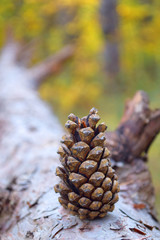 Pine cone, Autumn yellow forest background, Tree. Selective focus
