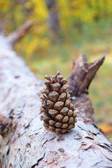 Pine cone, Autumn yellow forest background, Tree. Selective focus