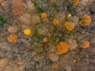 Autumn forest aerial drone view