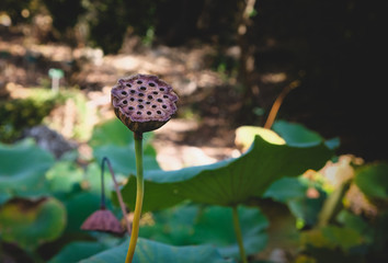 Seed head of a lotus flower