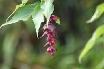 red flower