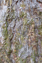 Natural wood texture, Tree bark background