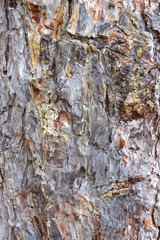 Natural wood texture, Tree bark background