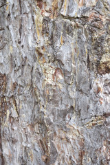 Natural wood texture, Tree bark background