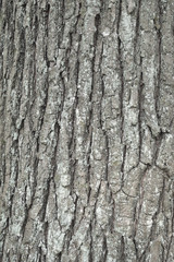Fototapeta premium Natural wood texture, Tree bark background