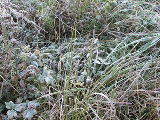 Frozen grass