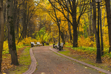 road in autumn forest