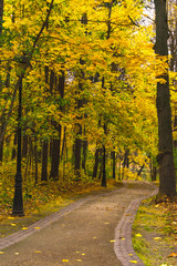 Fototapeta premium autumn in the park