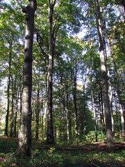 Beech forest in Ukraine